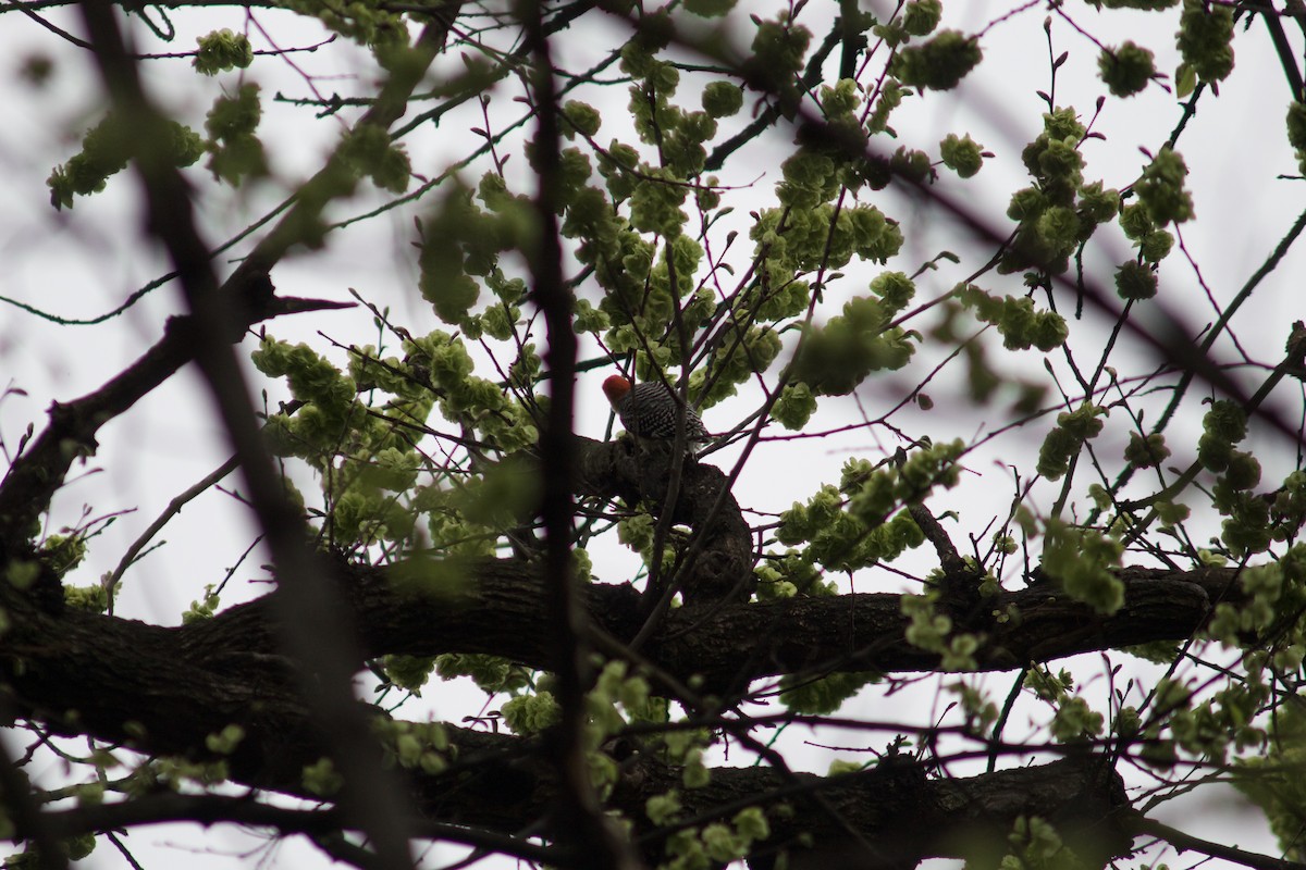 Red-bellied Woodpecker - ML617668257