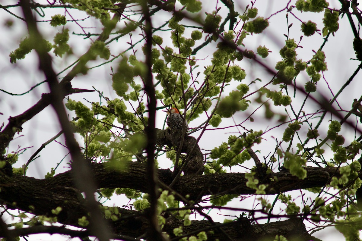 Red-bellied Woodpecker - ML617668266