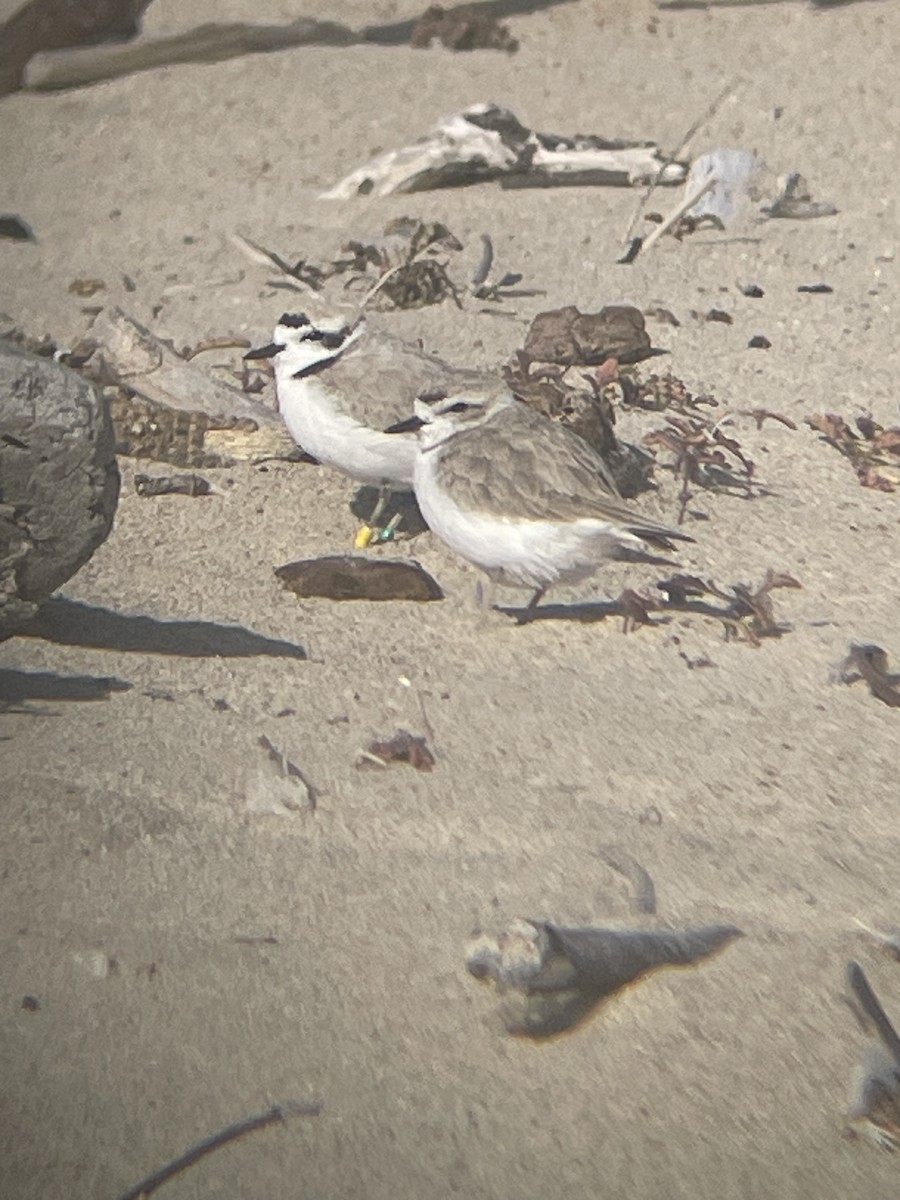 Snowy Plover - Mackenzie Hollender