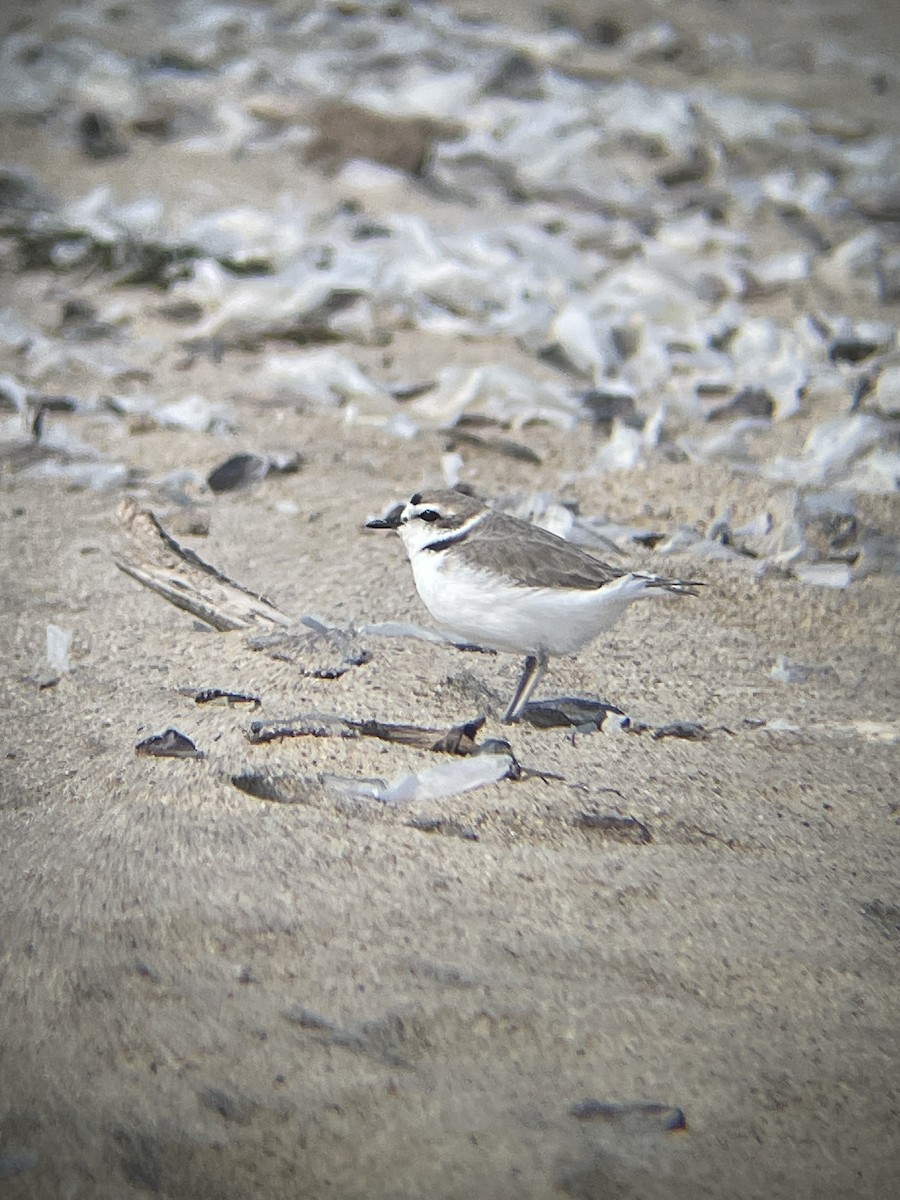 Snowy Plover - ML617668277