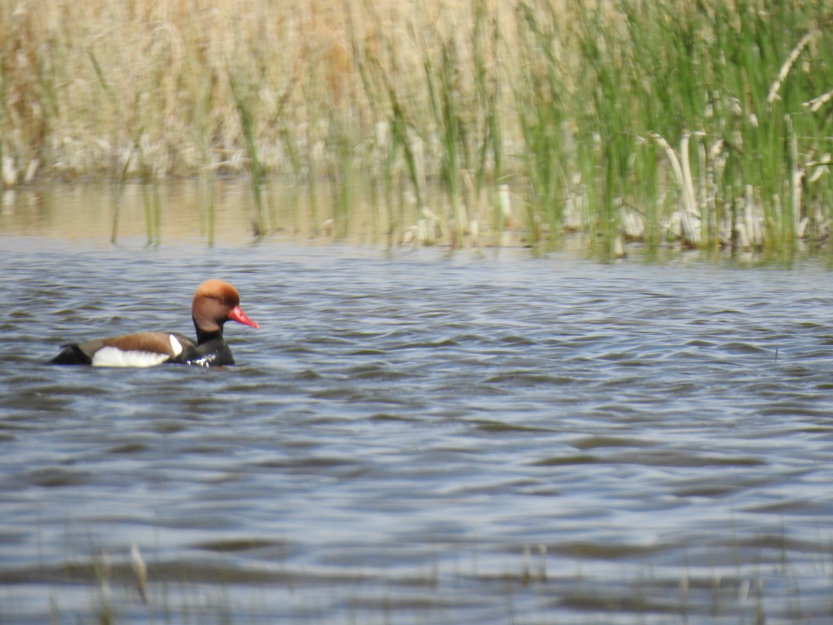 Red-crested Pochard - ML617668282