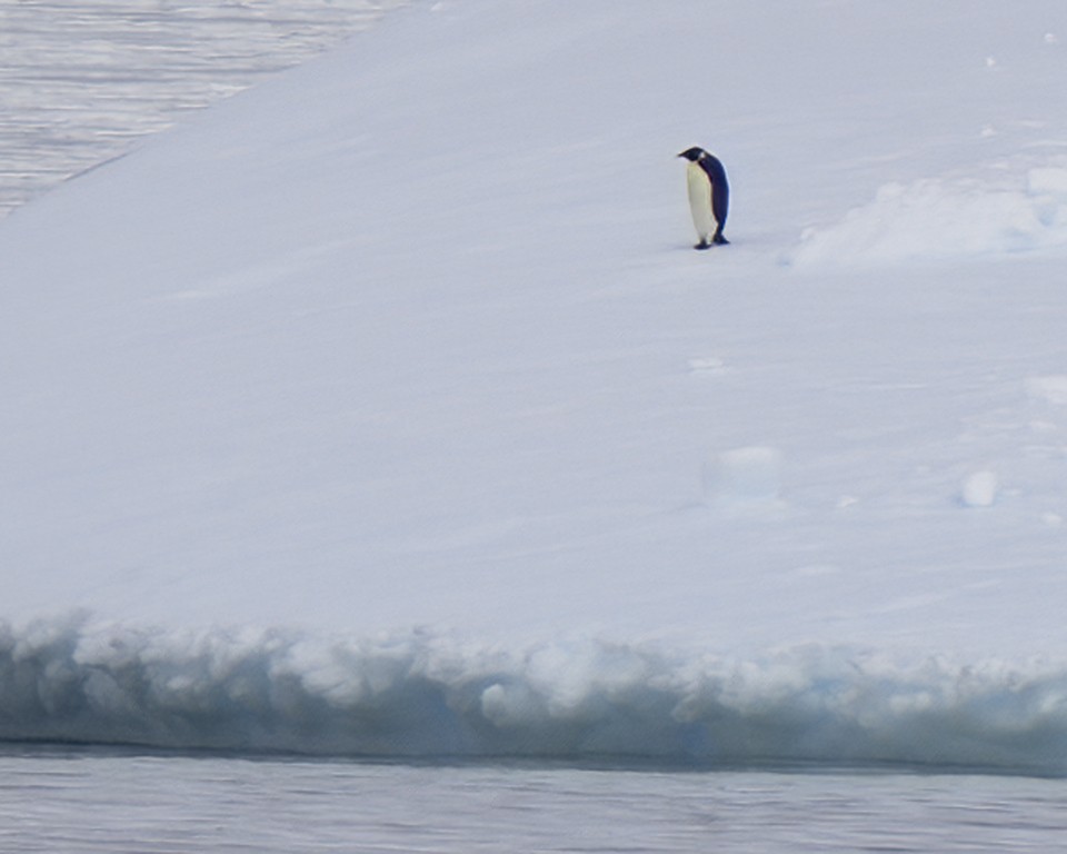 Emperor Penguin - Mark Houston