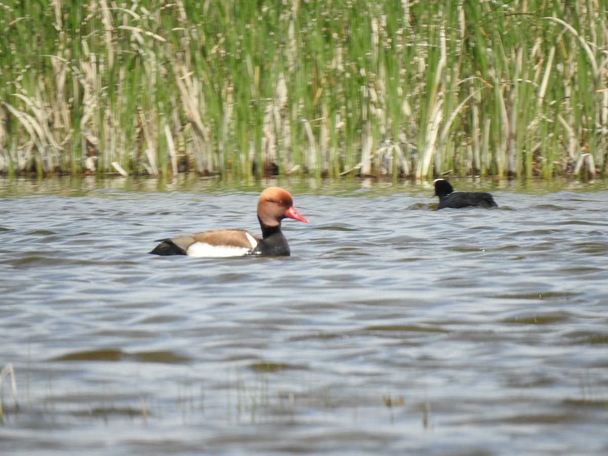 Red-crested Pochard - ML617668314