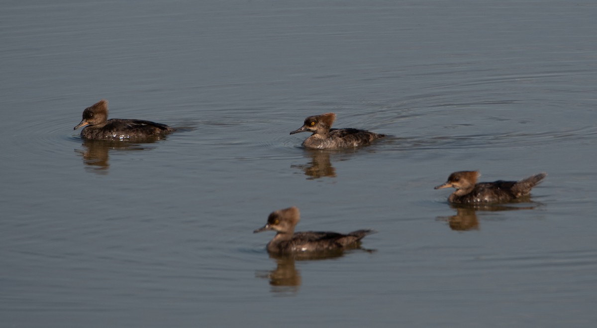 Hooded Merganser - ML617668348