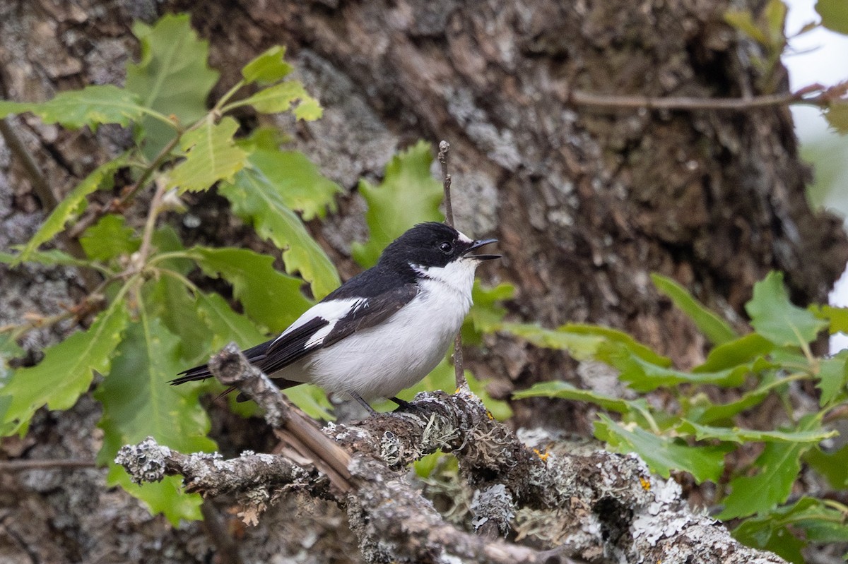 Atlas Flycatcher - Yann Muzika