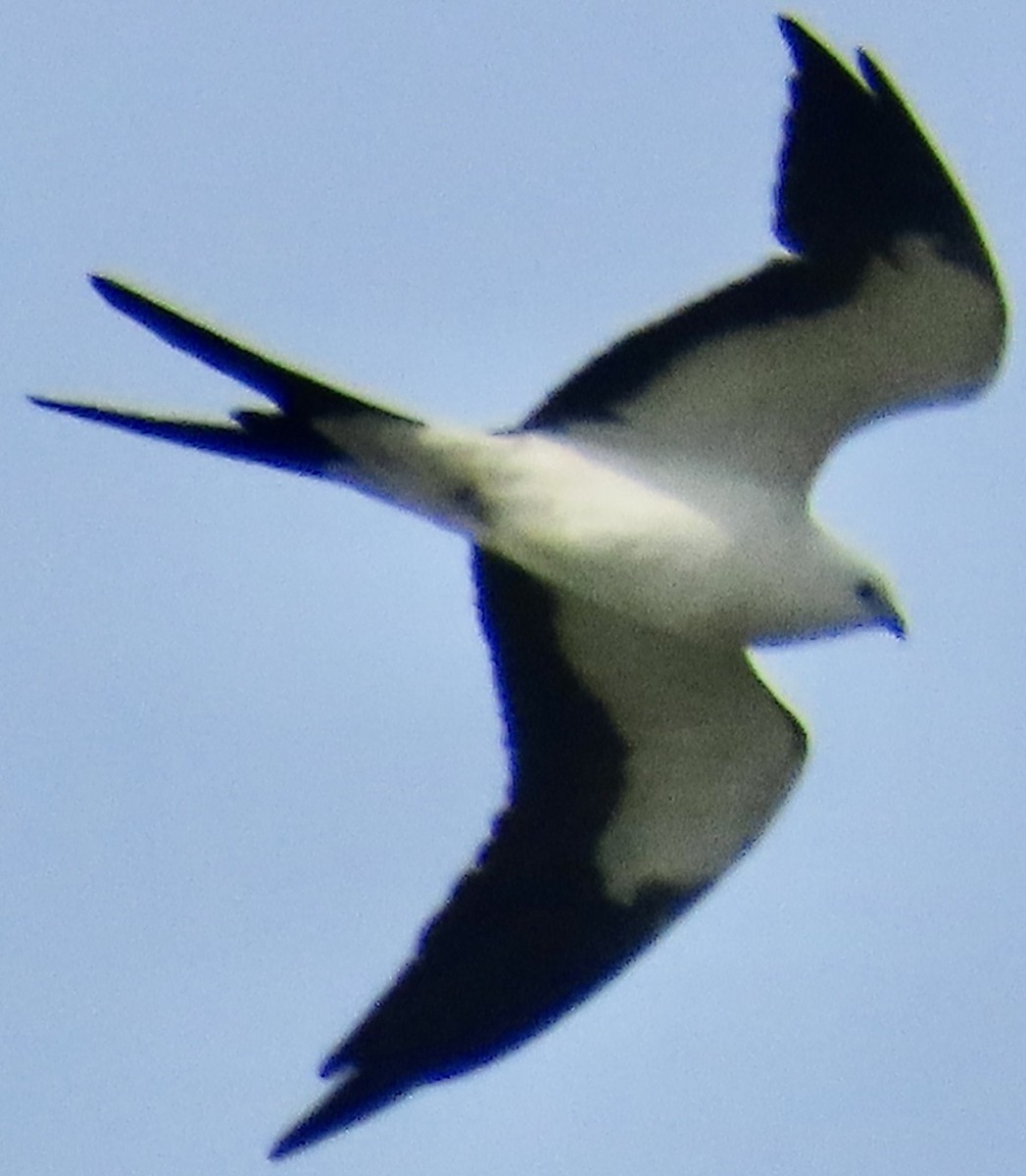 Swallow-tailed Kite - ML617668375