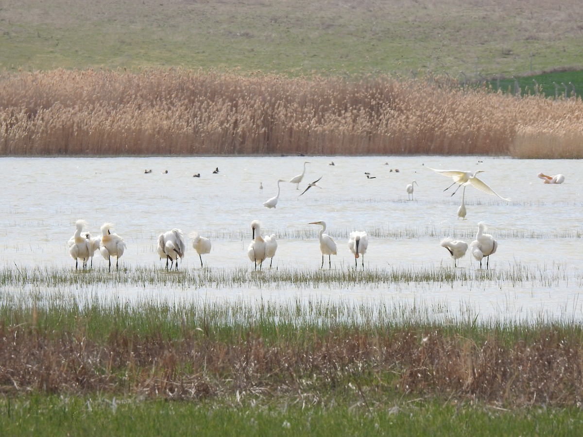 Great Egret - ML617668379