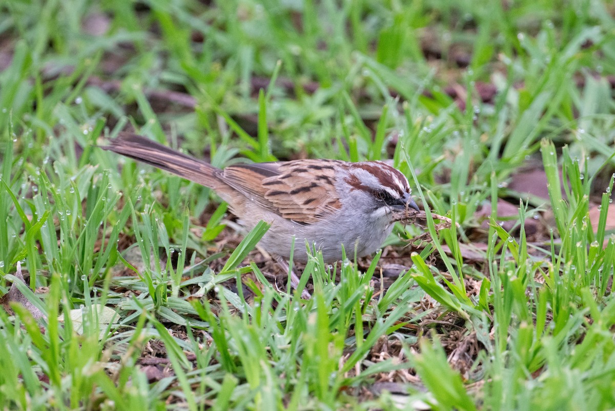 Yungas Sparrow - ML617668402