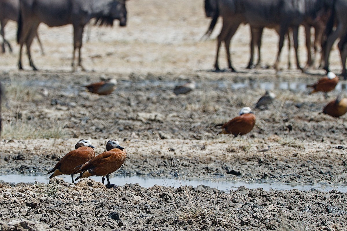 South African Shelduck - ML617668415