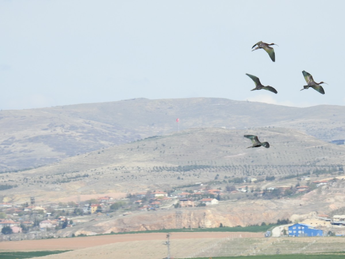 Glossy Ibis - ML617668416