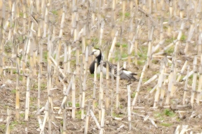 Barnacle Goose - Kale Worman