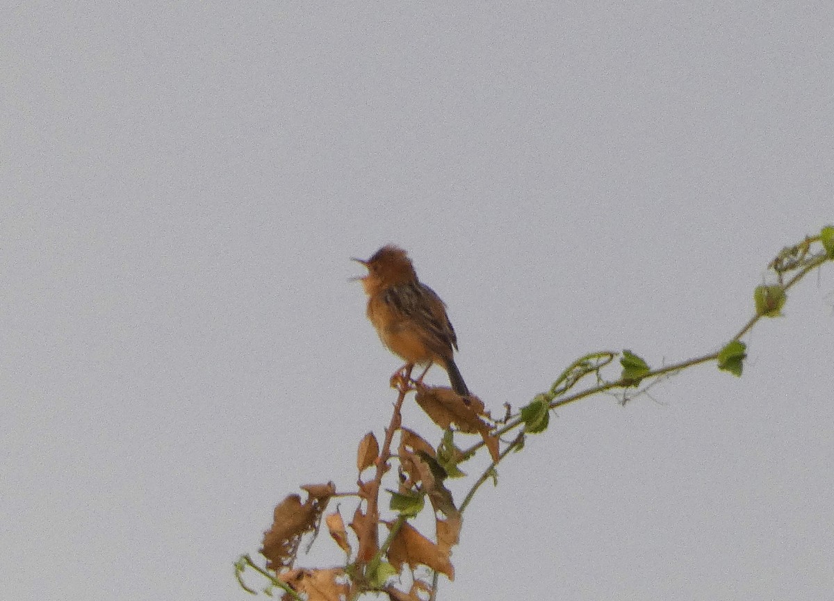 Golden-headed Cisticola - ML617668507