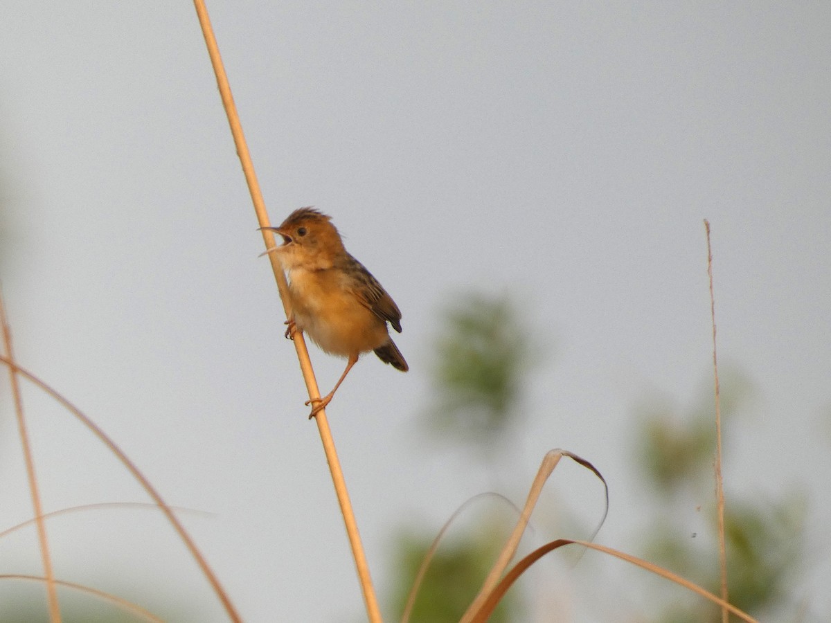 Golden-headed Cisticola - ML617668509