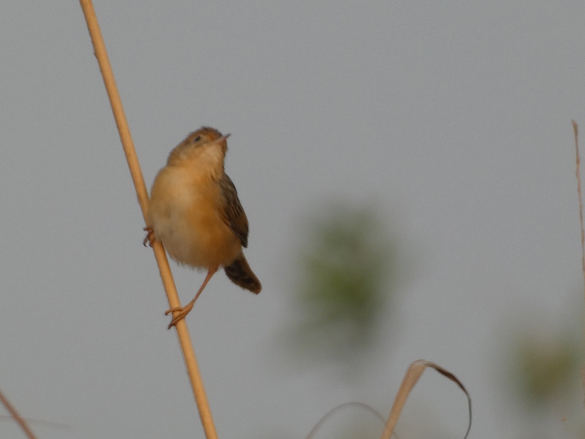 Golden-headed Cisticola - ML617668510