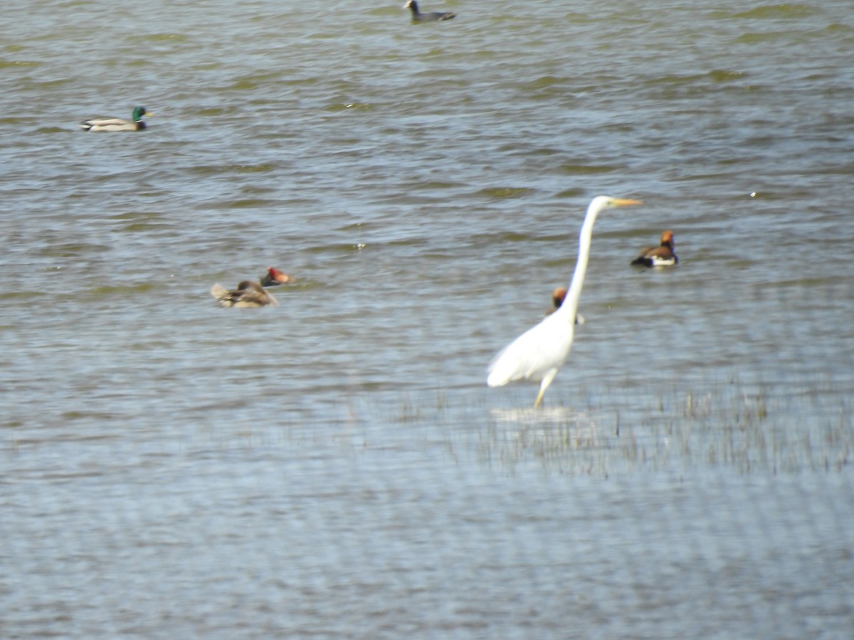 Great Egret - ML617668525