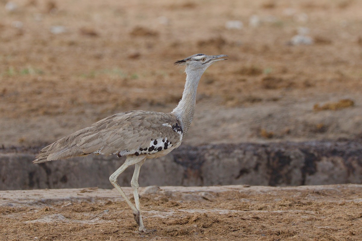 Kori Bustard - ML617668581