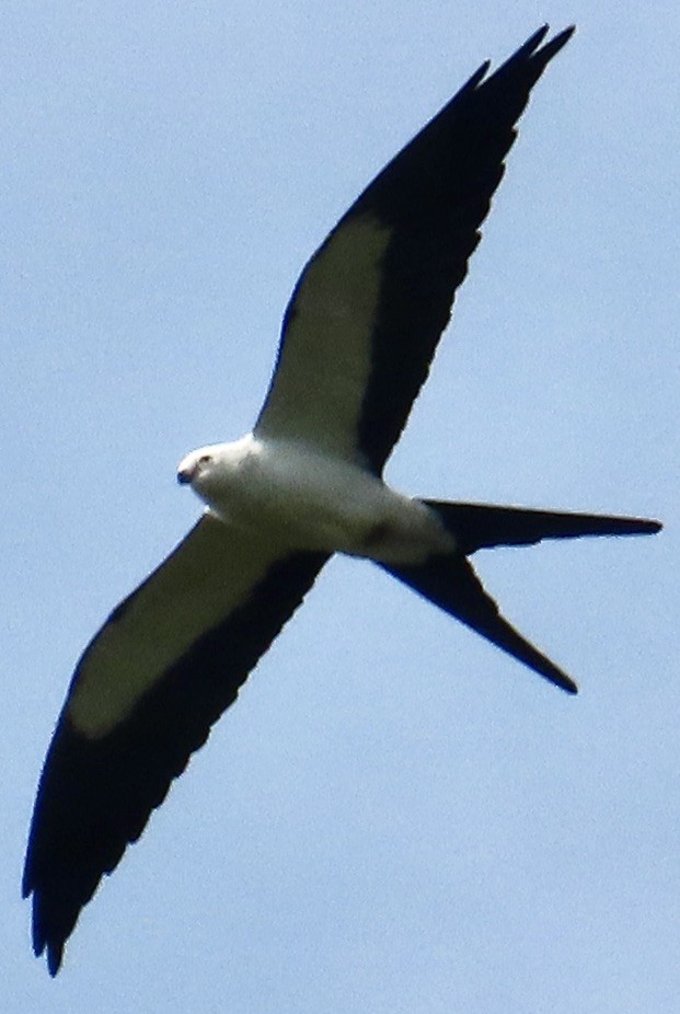 Swallow-tailed Kite - Mark Domincovich