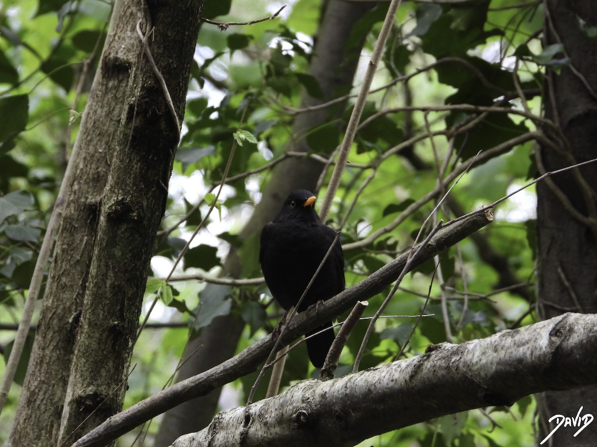 Eurasian Blackbird - David Alonso Otero