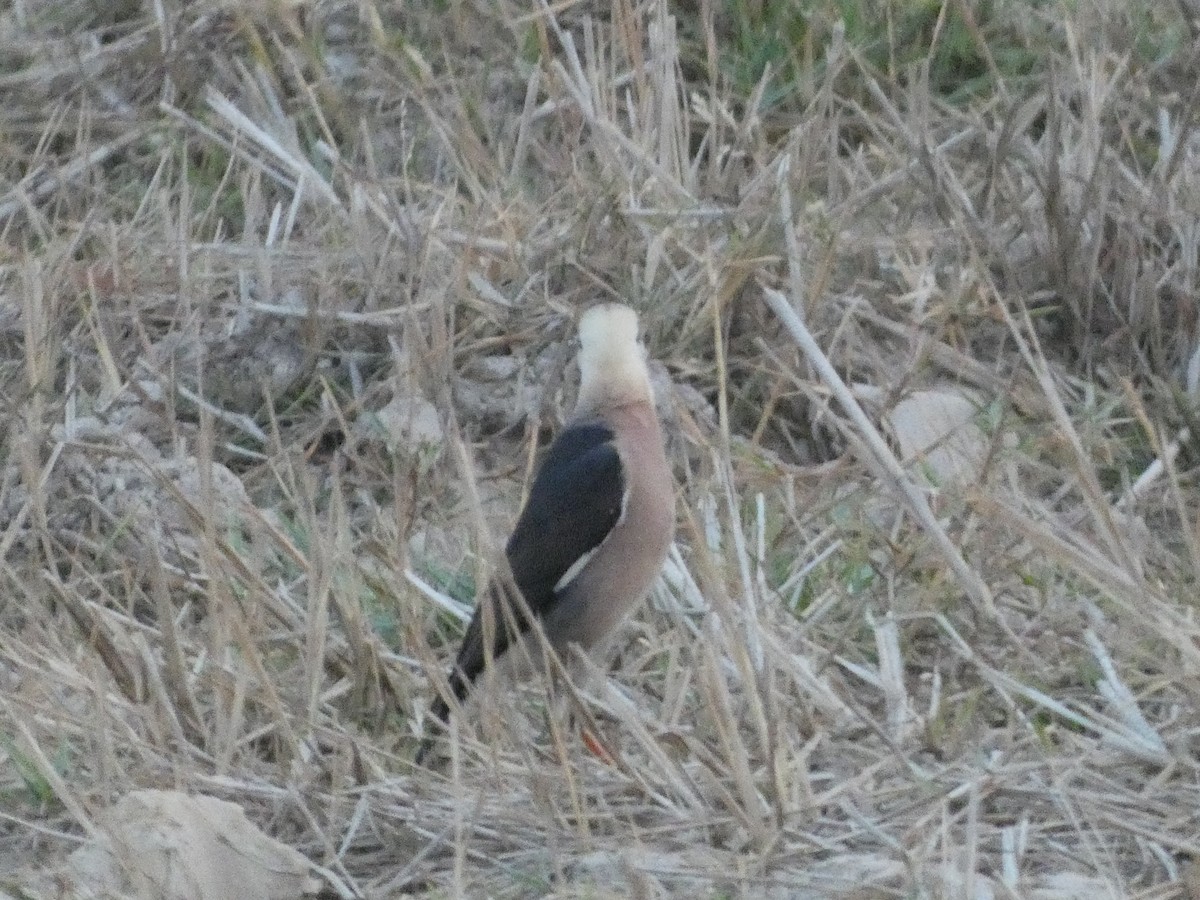 Vinous-breasted Myna - ML617668639