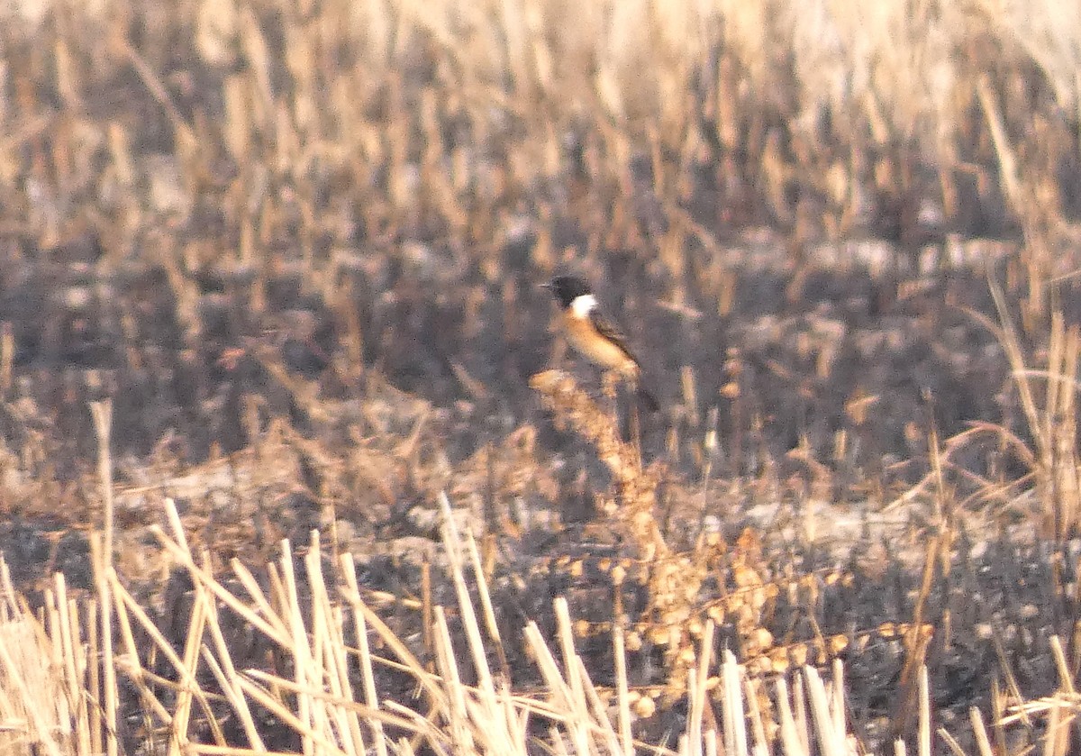 Amur Stonechat - ML617668662