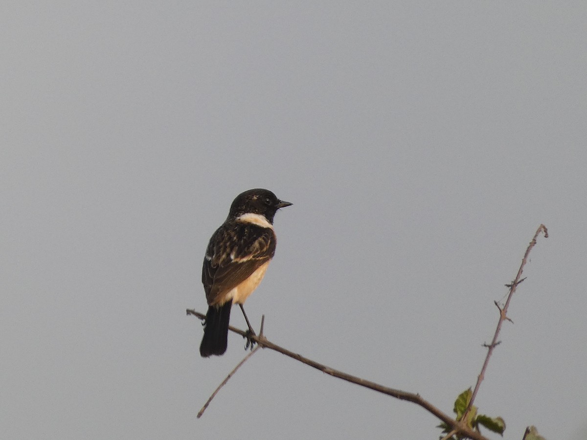 Amur Stonechat - ML617668669