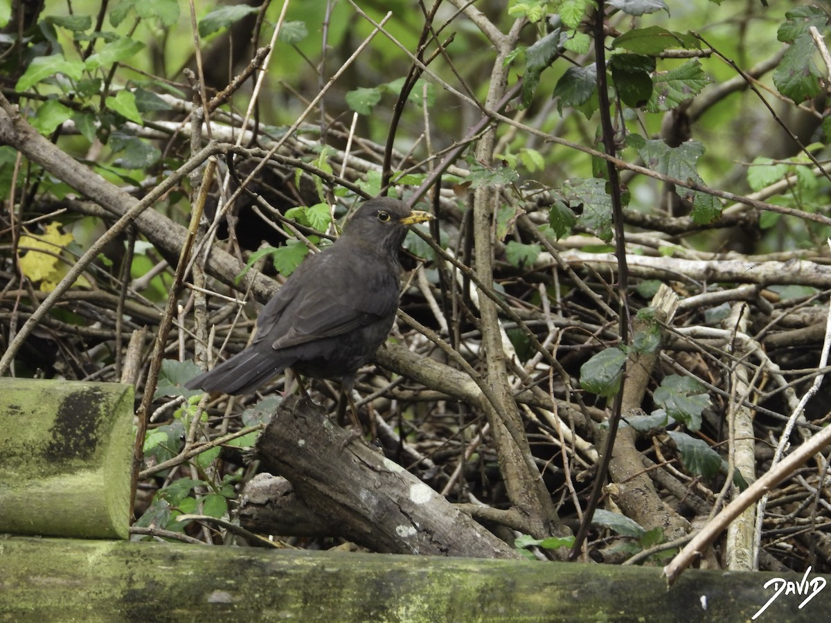 Eurasian Blackbird - ML617668674