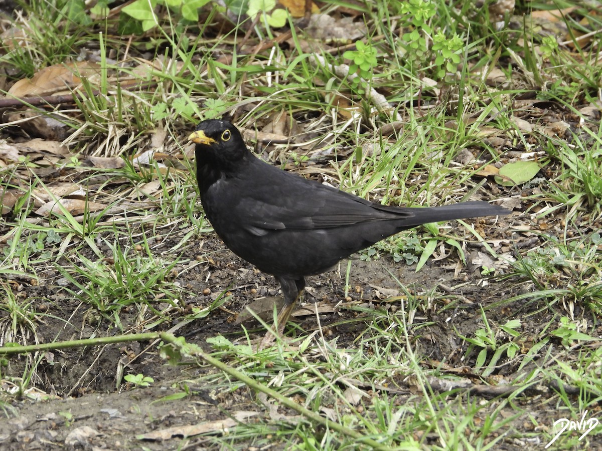 Eurasian Blackbird - ML617668675