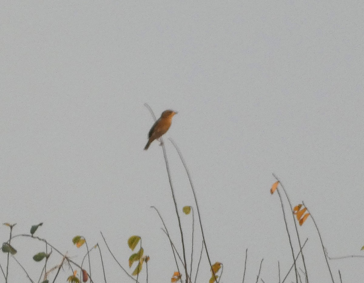 Baya Weaver - Mike Tuer