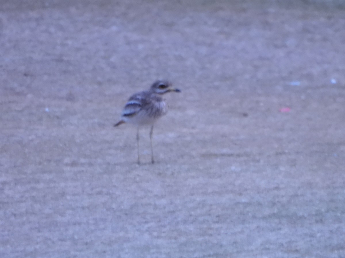 Eurasian Thick-knee - ML617668746