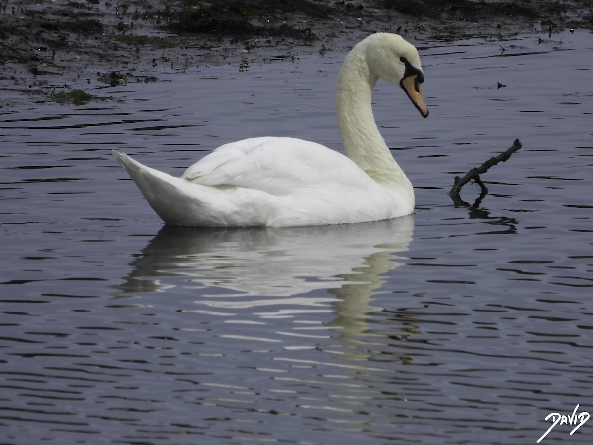 Mute Swan - ML617668750