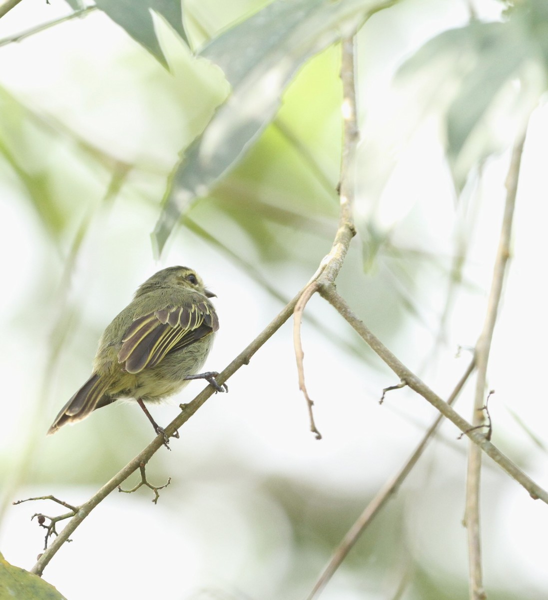 Choco Tyrannulet - ML617668773