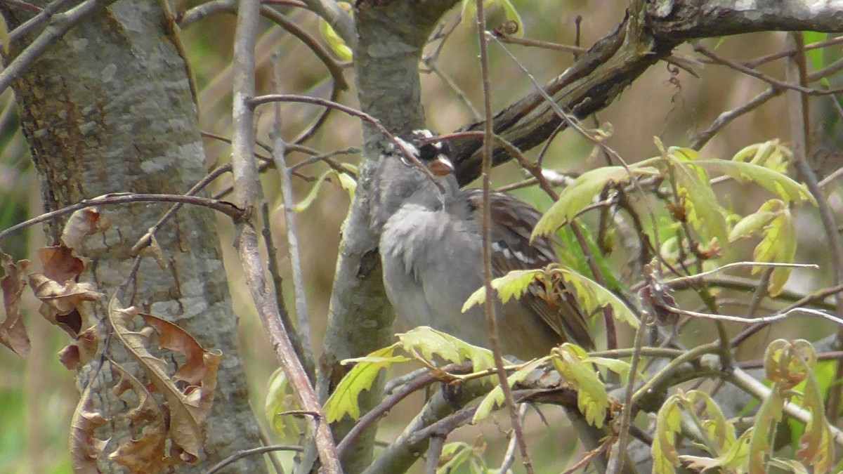 White-crowned Sparrow - ML617668786