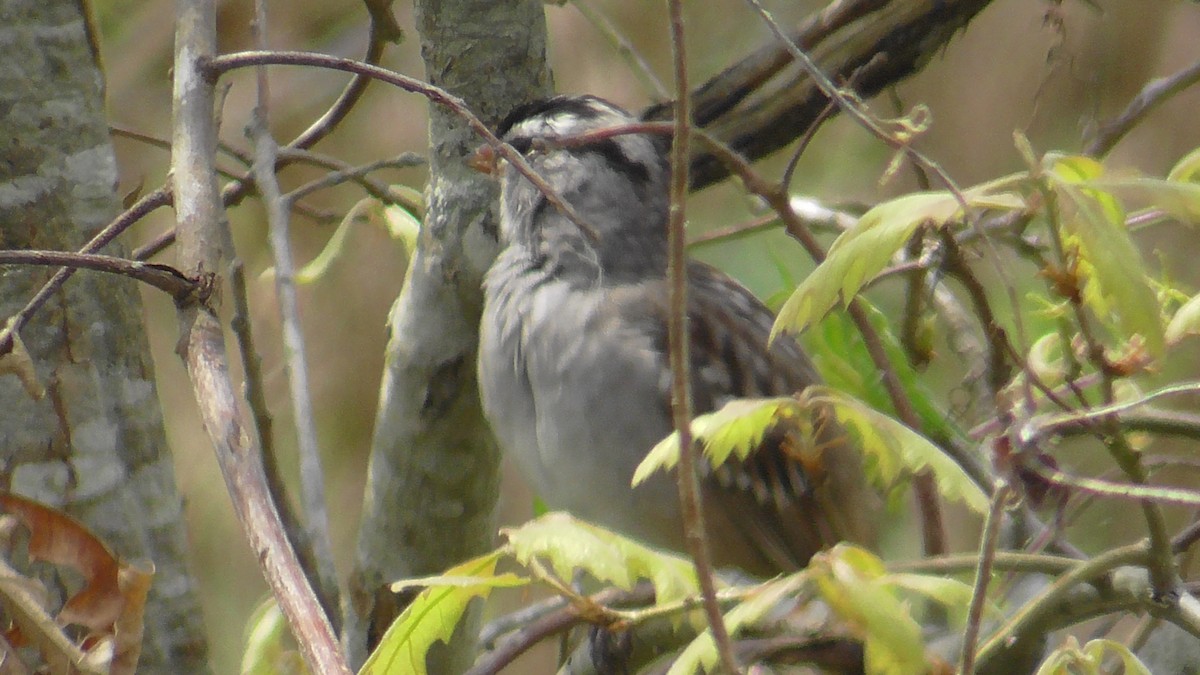 White-crowned Sparrow - ML617668803