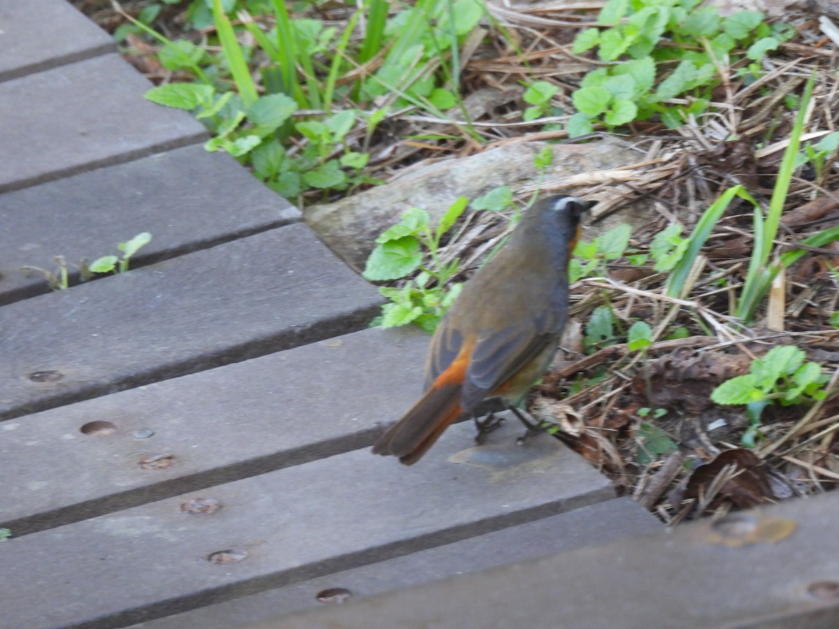 Cape Robin-Chat - Timothy Kasper