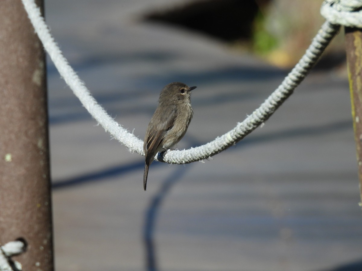 African Dusky Flycatcher - Timothy Kasper