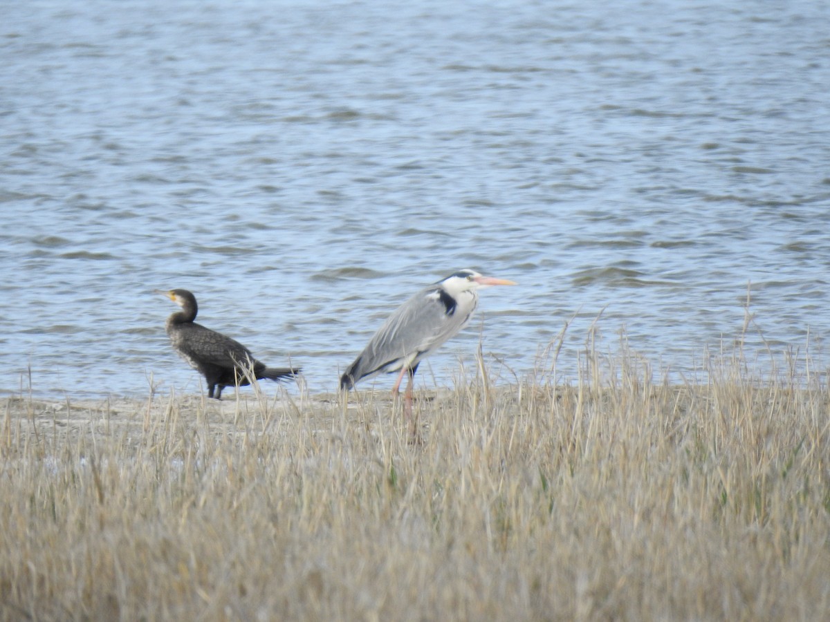 Gray Heron - ML617668833