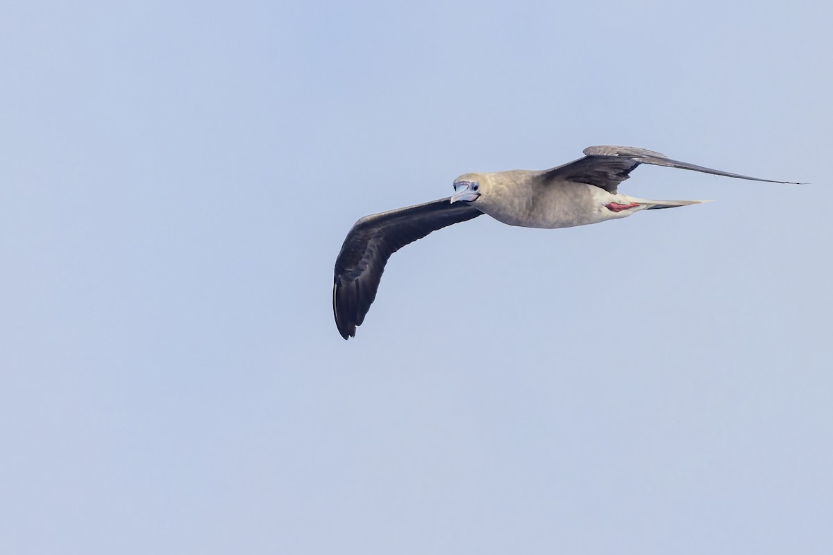 Red-footed Booby - ML617668841