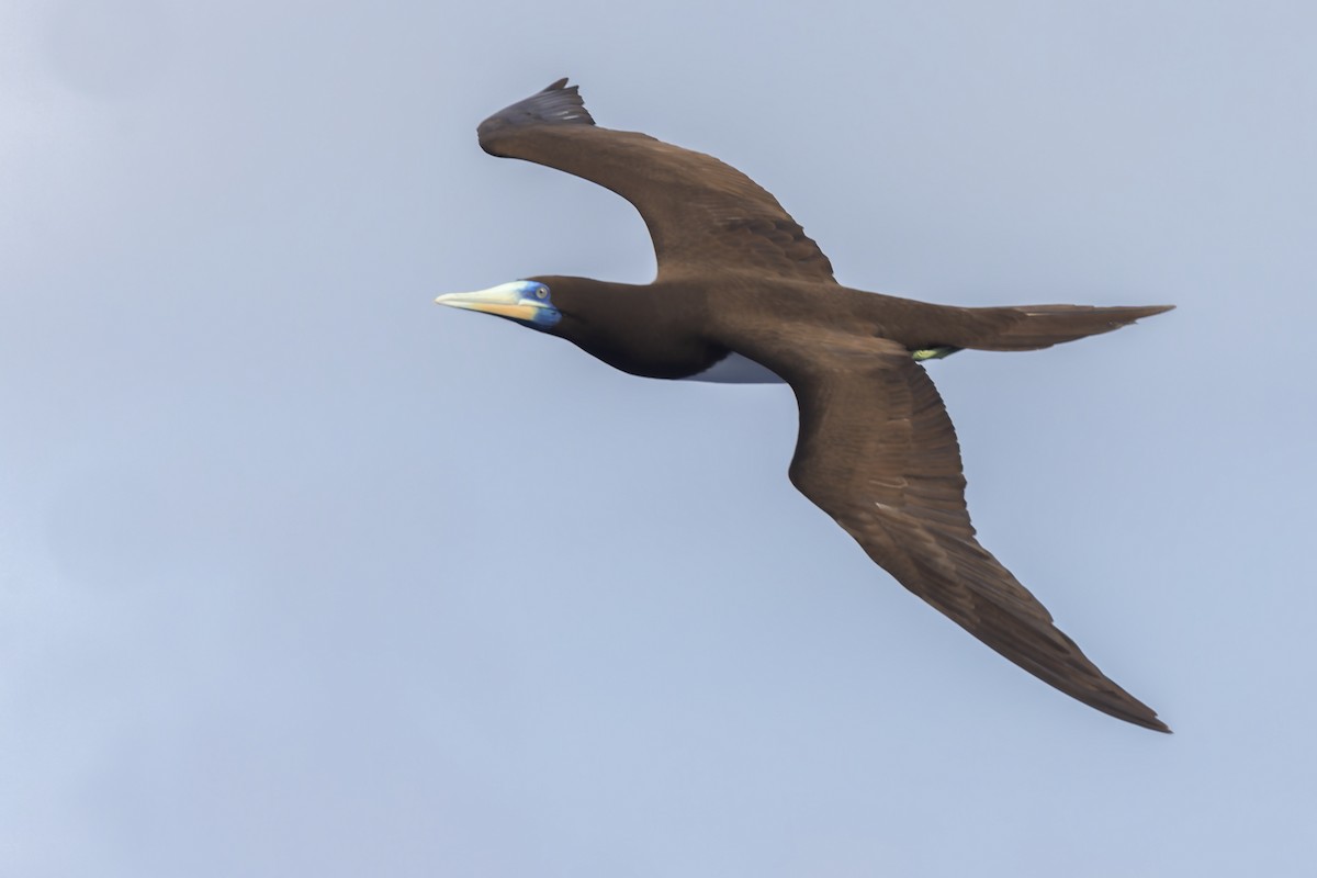 Brown Booby - ML617668860
