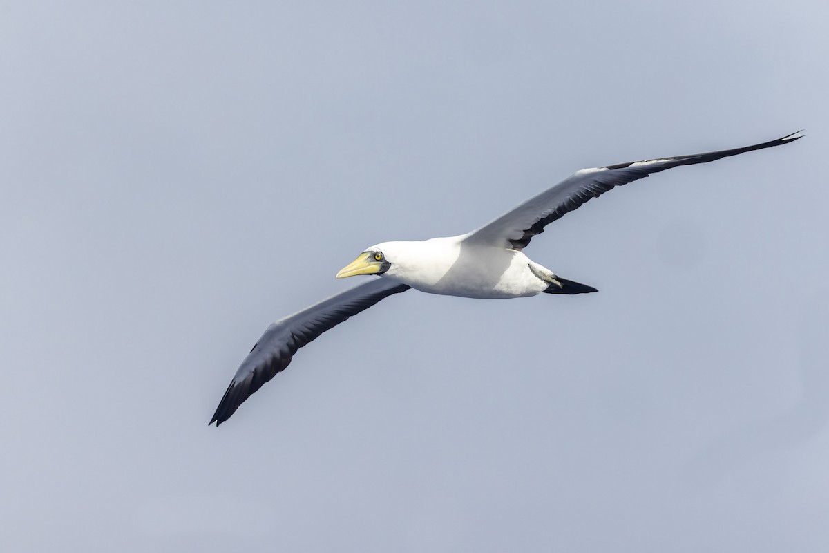 Masked Booby - ML617668865