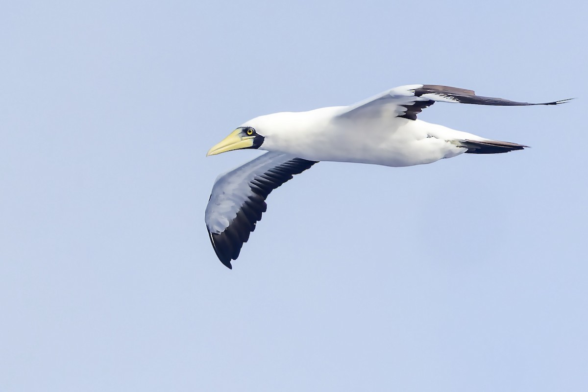 Masked Booby - ML617668866