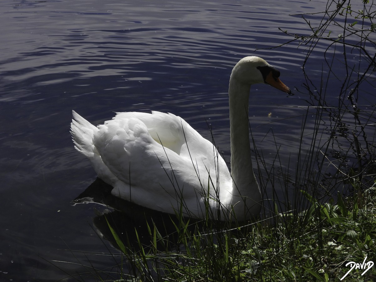 Mute Swan - ML617668950