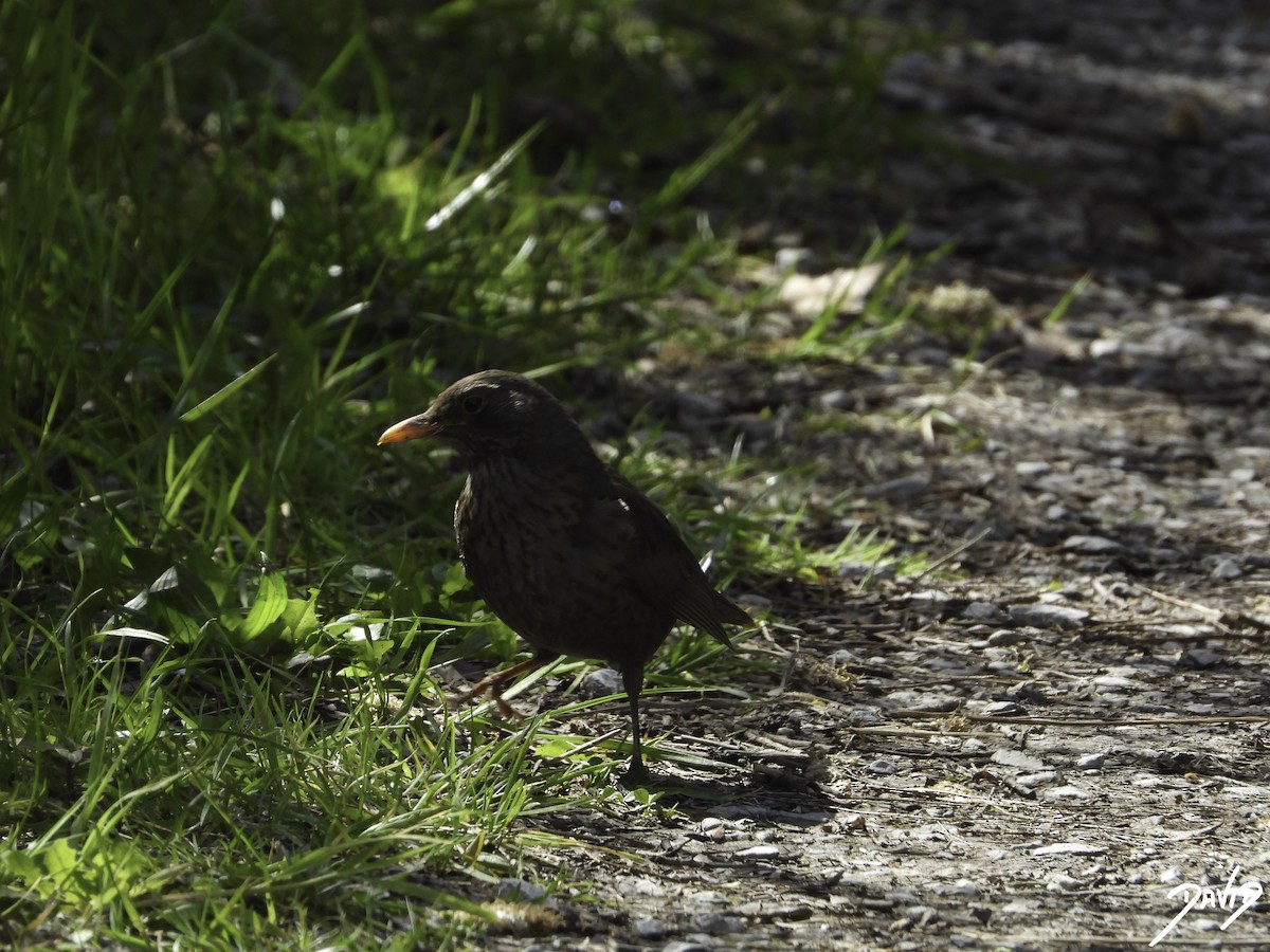 Eurasian Blackbird - David Alonso Otero