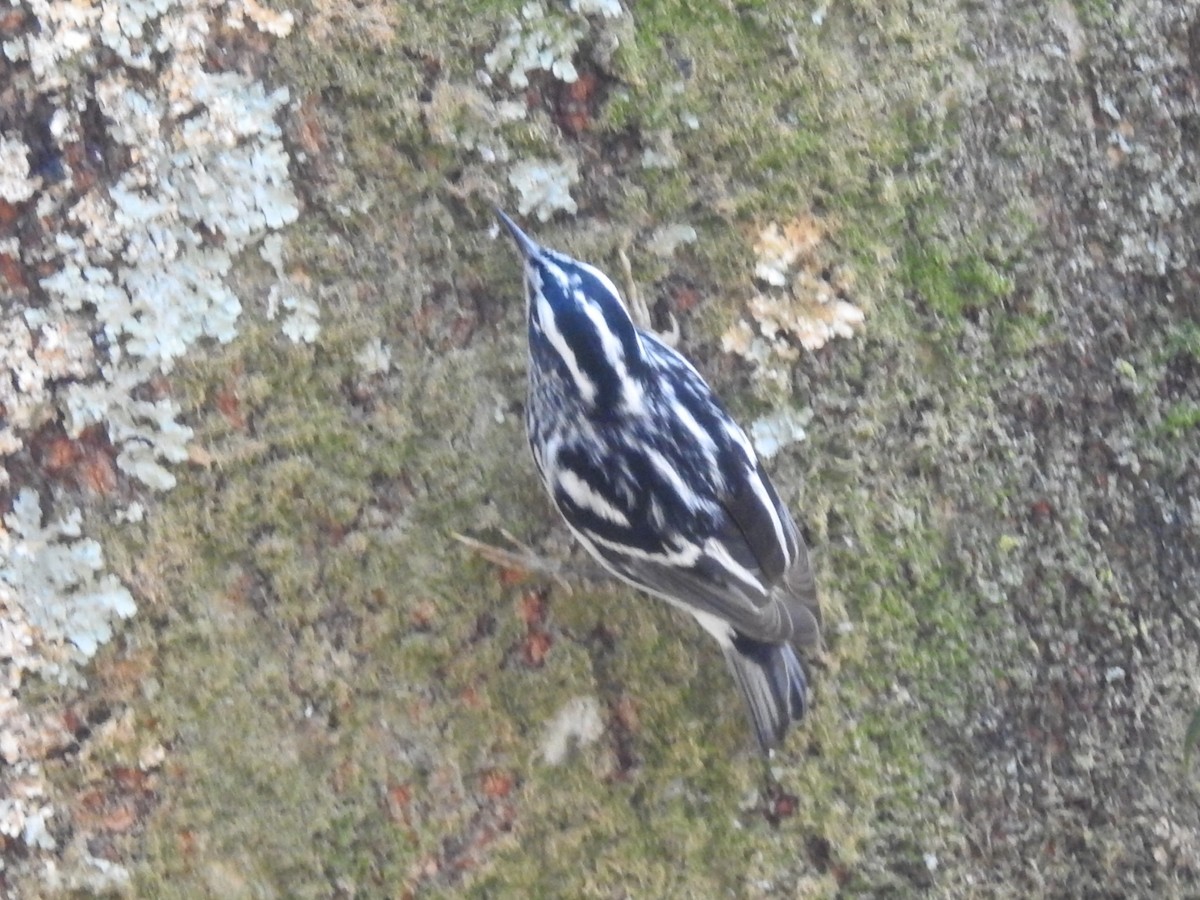 Black-and-white Warbler - Daniel Garrigues