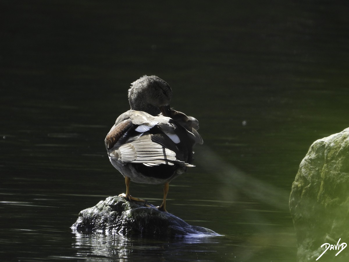 Gadwall - ML617669000