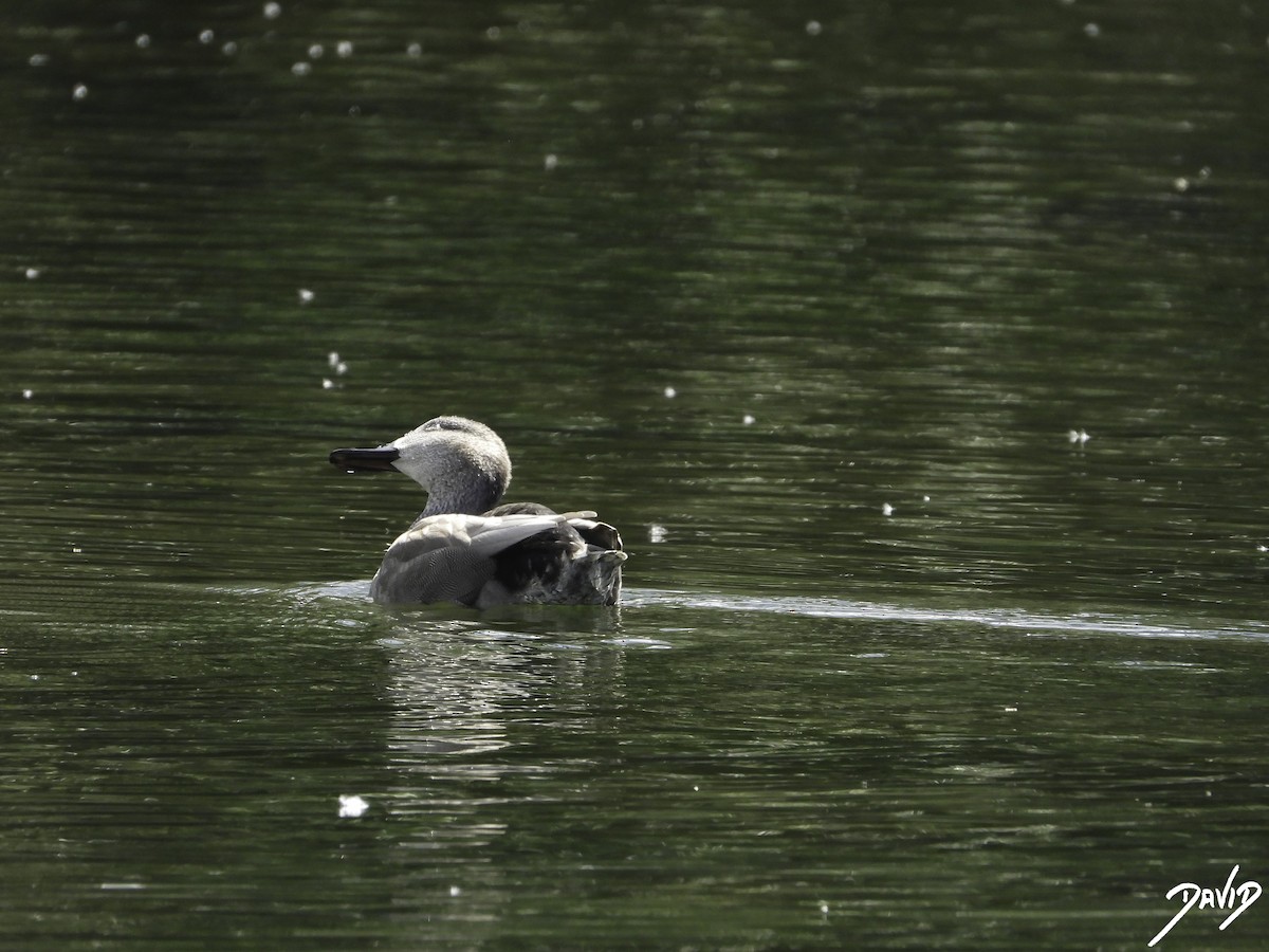 Gadwall - ML617669001