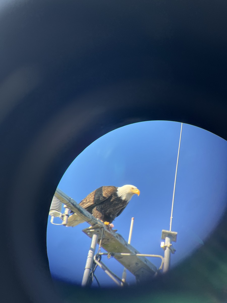 Bald Eagle - ML617669005