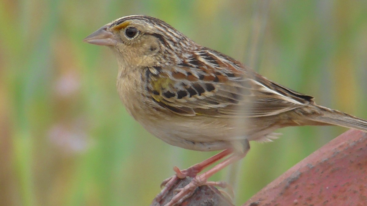 Grasshopper Sparrow - ML617669014
