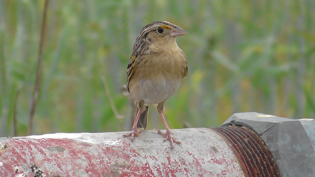 Grasshopper Sparrow - ML617669026