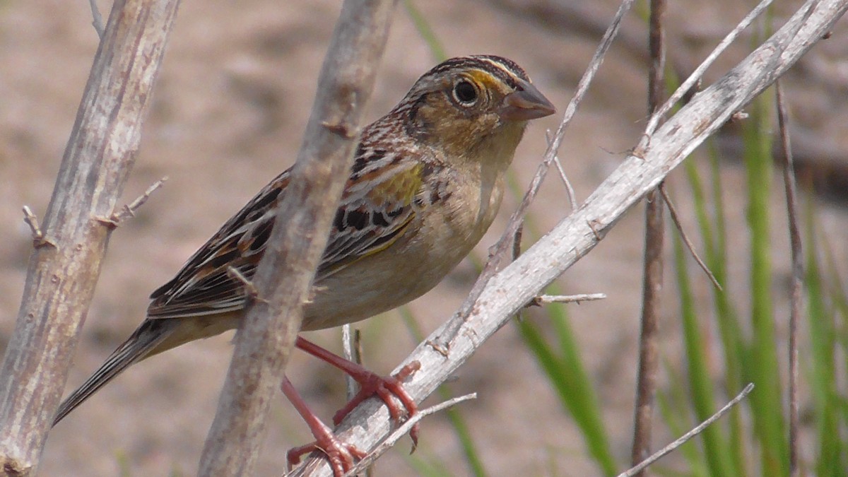 Grasshopper Sparrow - ML617669040