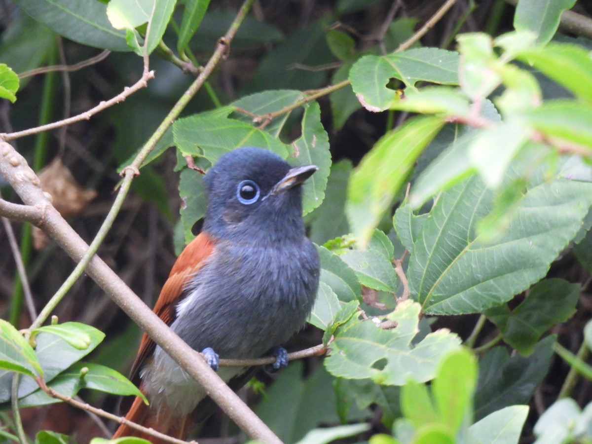 African Paradise-Flycatcher - Timothy Kasper